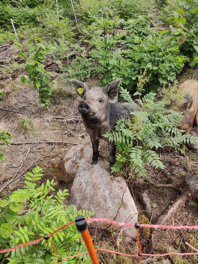Ullgrisen är en ovanlig grisras som känns igen på sin lockiga, ulliknande päls. Rasen härstammar från Ungern och är uppskattad för sin tålighet, sitt lugna temperament och sin förmåga att trivas utomhus året runt. 