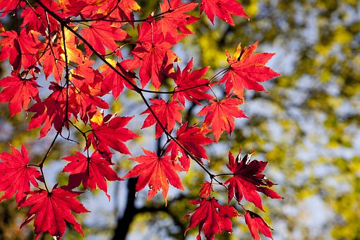 autumn-2789234__340.jpg